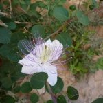 israel 733