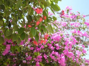 israel 804