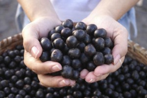 acai_berries_hand